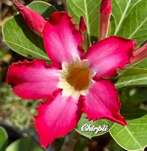 Red Pink DESERT ROSE Adenium Obesum Elephant Foot ORGANIC 6 SEEDS UK EU US - Picture 1 of 1