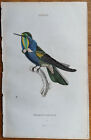 Jardine Originaldruck Kolibri Trochilus Scutatus   1833