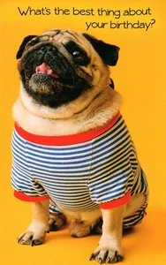 Cute & Funny HAPPY BIRTHDAY Card, Best Thing Pug Dog by Stockwell Greetings +✉ - Picture 1 of 5