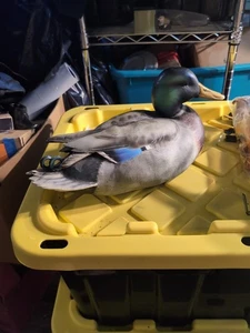 Ducks Unlimited Full Size Special Edition Mallard Decoy Art - Picture 1 of 6