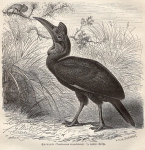 Nördlicher Boden-Nashornschnabel Druck 1882 Vogel Holzstich Brehms Thierleben - Bild 1 von 2