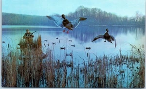 DUCK HUNTING on Lake "Among the Decoys" - Postcard - Picture 1 of 2
