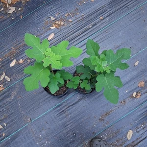 Fignomenal Fig Tree, Live Potted Plant! 1 Gallon , Well Rooted! Dwarf Variety! - Picture 1 of 2