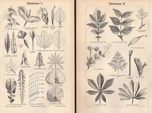 Holzstich Blattformen I + II Blätter Blatt Blattform Handförmig Blattstiefel - Bild 1 von 1