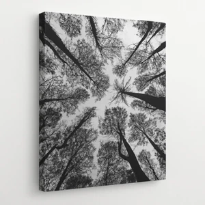 Black and White Forest Canvas – Upward Pine Tree View – Minimal Nature Wall Art - Picture 1 of 45