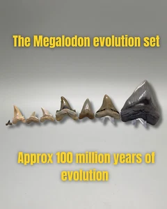Megalodon Evolution Set - 8 Stück, verschiedene Größen und Standorte - Ric, Ang, Meg - Bild 1 von 9