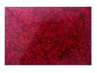 Incudo Red Pearloid Celluloid Sheet - 430x290x0.75mm