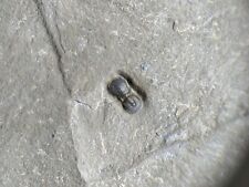Uncommon micro Baltagnostus agnostid arthropod/trilobite fossil, Cambrian Utah