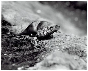 1954 Original Photo little otter rest on rocks after swimming at the Detroit Zoo - Picture 1 of 2
