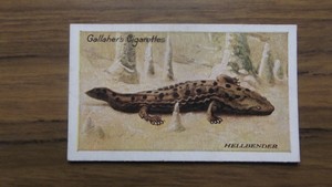 The Zoo Aquarium Gallaher 1924 #33 Hell Bender North America 
