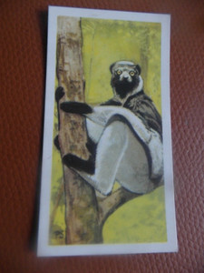 GB Brooke Bond "Wildlife in Danger" 1963 tea-card No.5 'Indri'.
