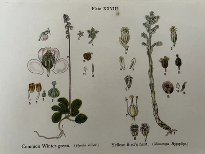 Antiker Druck um 1925 | Wintergrün & Vogelnest Wildblumen | Anne Pratt Botanik - Bild 1 von 4