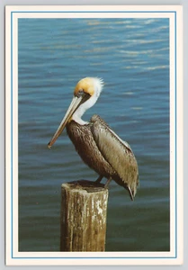 Postcard Pelican on Post Bird Pelecanus onocrotalus Ornithology - Jeff O'Connell - Picture 1 of 2