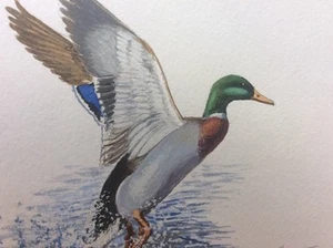 Richard W. Plasschaert, Original, Aquarellstudie", Stockente im Flug. " - Bild 1 von 12