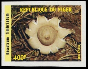 NIGER 721i - Native Mushrooms "Geastrum fimbriatum" (pb55015) - Picture 1 of 1