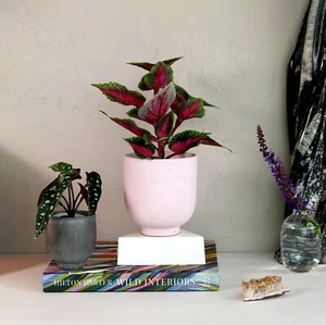 Sakura Japanese Styled Concrete Plant Pot | Aurora Pink | Medium Sized - Picture 1 of 10