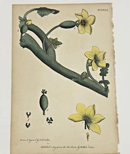1700s Antique Botanical Print (Spiriting Cucumber) Hand Colored - Picture 1 of 7