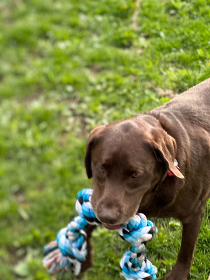 High Quality Rope dog toy for big and aggressive chewers - Image 1 of 4