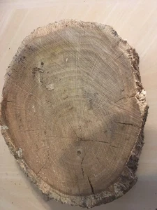 Oak wood tree log section slab cookie trunk - carving woodworking x 1 - Picture 1 of 2