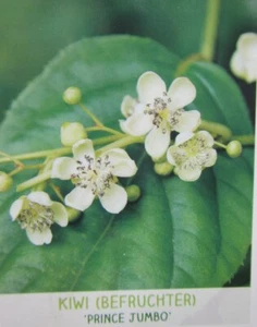 Actinidia arguta 'Prince Jumbo' (männlich) befruchter MiniKiwi Pflanze 150-170cm - Bild 1 von 3