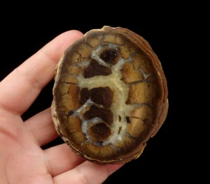 Polished Jurassic SIDERITE SEPTARIAN & CALCITE --- POLAND Częstochowa /pf554 - Picture 1 of 9