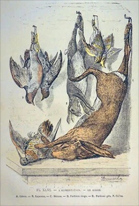 TABLEAU de CHASSE: GIBIERS à POILS et à PLUMES (LIÈVRE, BÉCASSE..) - Planche 19e - Imagen 1 de 2