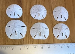 Lot 6 SAND DOLLAR SHELL - Bild 1 von 5