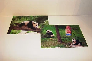 BAO BAO The Panda Bear Cub #6 - Picture 1 of 1
