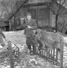 Jakob Stoll and his 100th killed wild boar, 1958 Old Historic Photo