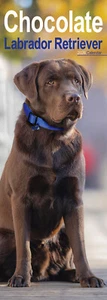 Chocolate Labrador Retriever Slim 2026 Calendar | Dog Gift 15% OFF MULTI ORDERS - Picture 1 of 8