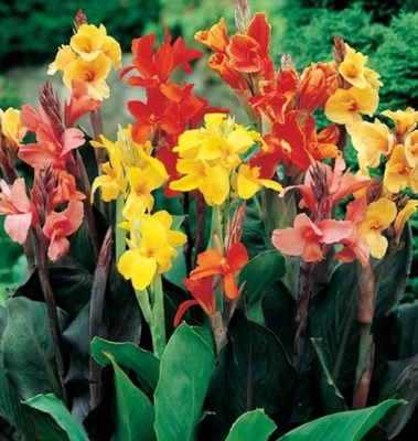 CANNA LILY Seeds (Assorted Colors), 25 Seeds Pre-Scarified - Image 1 of 4