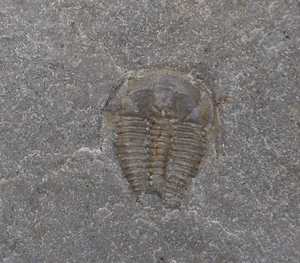 Trilobit, Bythicheilus typicum, Kambrium, Wellsville Mountain, Utah, USA -k568 - Bild 1 von 4