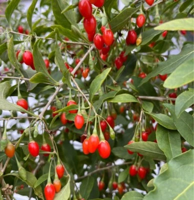 500+SEEDS GOJI  BERRY CHINESE WOLFBERRY NON GMO- FREE POHA BERRY SEEDS Included! - Image 1 of 3