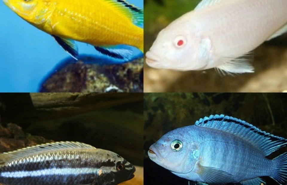 12 Pack Mixed African Cichlids 1" - 1.25" Instant Lake Malawi Live Fish - Image 1 of 1