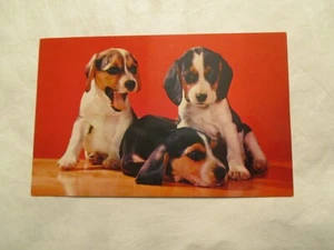Postal Beagle cachorros cachorros perro - Imagen 1 de 2