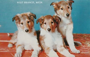 Vintage Postcard Sheltie Puppy Dogs West Branch Michigan 1979 - Picture 1 of 2