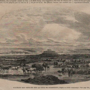 Récolte des varechs sur la cote de Guernesey - - Gravure de presse 1865 - Picture 1 of 2
