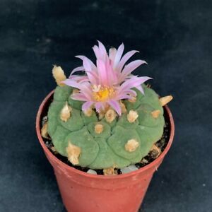 Cactus sp. fricii special Thai form