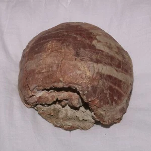 Stylemys Tartaruga Fossile - Periodo Oligocene - Con Resti Scheletrici - Foto 1 di 10