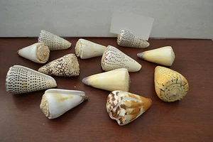 12 PCS CONE CONUS SHELL SEASHELL BEACH WEDDING PLACE CARD HOLDER  - Picture 1 of 2