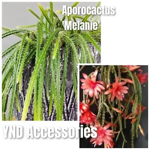 5 Rat Tail Cactus fresh unrooted Aporocactus 'Melanie'cuttings 6cm  - Picture 1 of 5