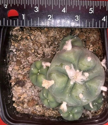 ariocarpus astrophytum aztekium Diff-usa 2.5in Caep - Image 1 of 2