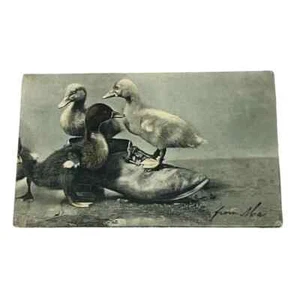Postcard Baby Ducks Ducklings in Shoe c1907 Divided Back Card B688 - Picture 1 of 2