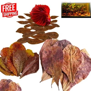 5"-7" 1000-Pcs Indian Catappa Almond Leaves Tannins for Bettas, Discus, Aquarium - Picture 1 of 6