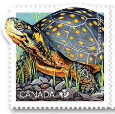 2019 Canada 📭 ENDANGERED TURTLES 🐢 SPOTTED TURTLE  🐢 MNH Stamp from Booklet📬