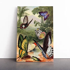 Vintage H Morin Tropical Butterflies Canvas Wall Art Print Framed Picture Decor - Picture 1 of 7