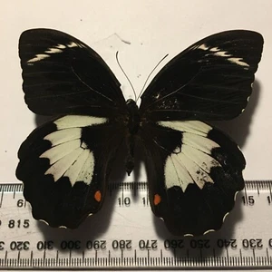 Real Dried Insect/Butterfly/Moth Non set B967 Rare Large Papilio gambrisius - Bild 1 von 3