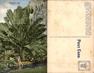 VTG Tropical Florida Post Card-TRAVELER'S TREE -  Unused - Picture 1 of 1