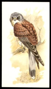Grandee British Birds Collection 1980 - Kestrel No.11 - Picture 1 of 2