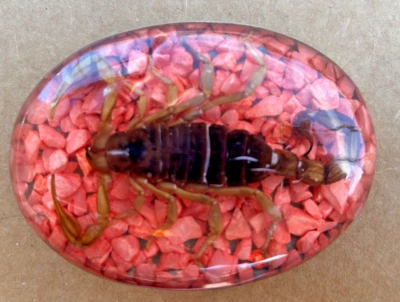 Real Insect Scorpion Belt Buckle Men Women Westen Cowboy Hecho Made en Mexico - Image 1 of 4